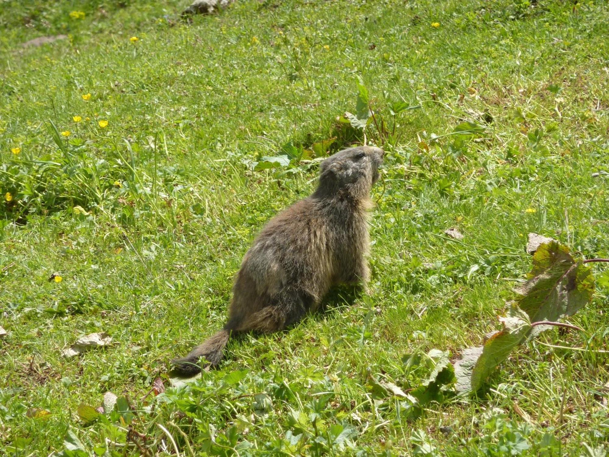 Les Glieres - Champagny-En-Vanoise La Plagne Kültér fotó
